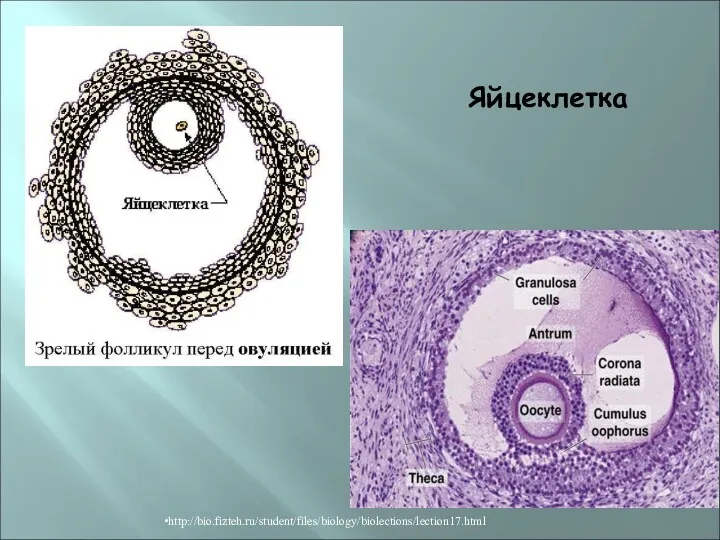 http://bio.fizteh.ru/student/files/biology/biolections/lection17.html Яйцеклетка