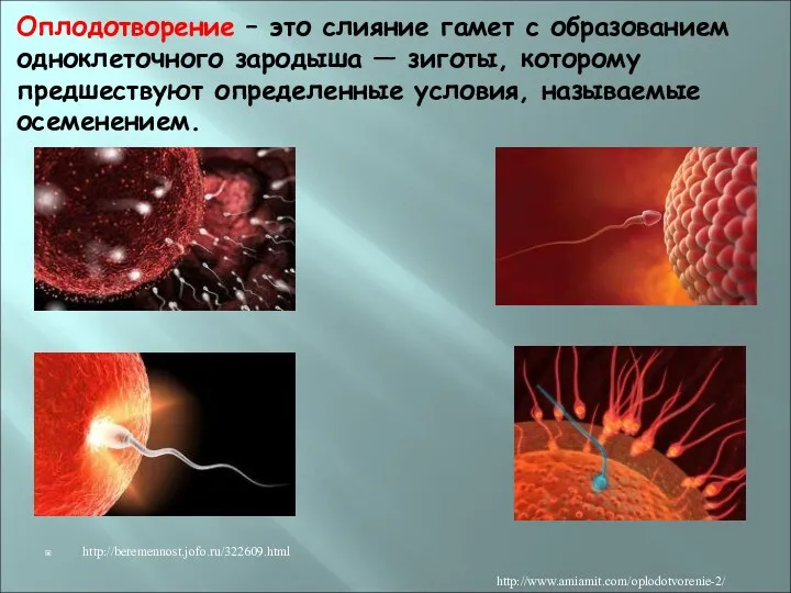 Оплодотворение – это слияние гамет с образованием одноклеточного зародыша —