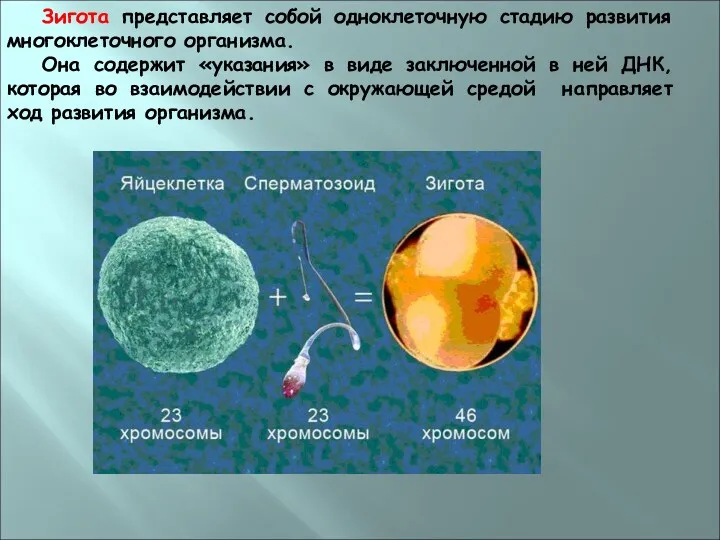 Зигота представляет собой одноклеточную стадию развития многоклеточного организма. Она содержит