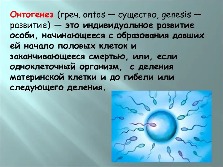 Онтогенез (греч. ontos — существо, genesis — развитие) — это