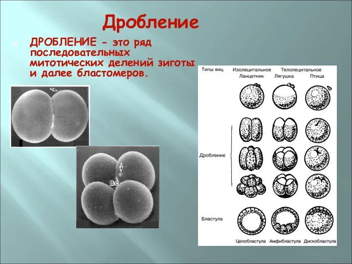 Дробление ДРОБЛЕНИЕ - это ряд последовательных митотических делений зиготы и далее бластомеров.
