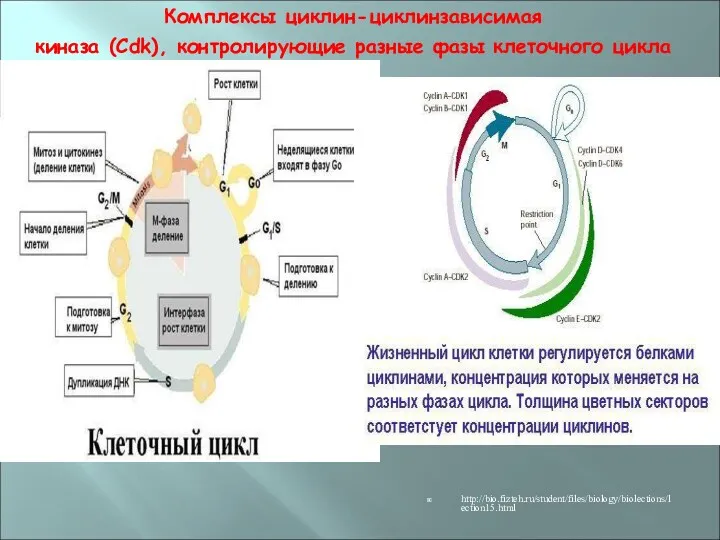 Комплексы циклин-циклинзависимая киназа (Cdk), контролирующие разные фазы клеточного цикла http://bio.fizteh.ru/student/files/biology/biolections/lection15.html