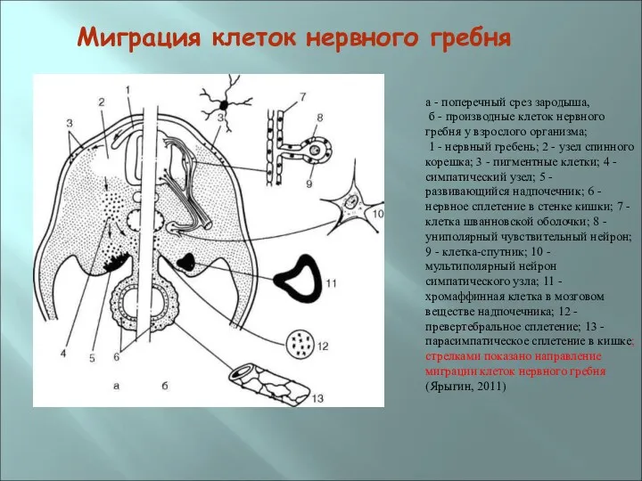 Миграция клеток нервного гребня а - поперечный срез зародыша, б