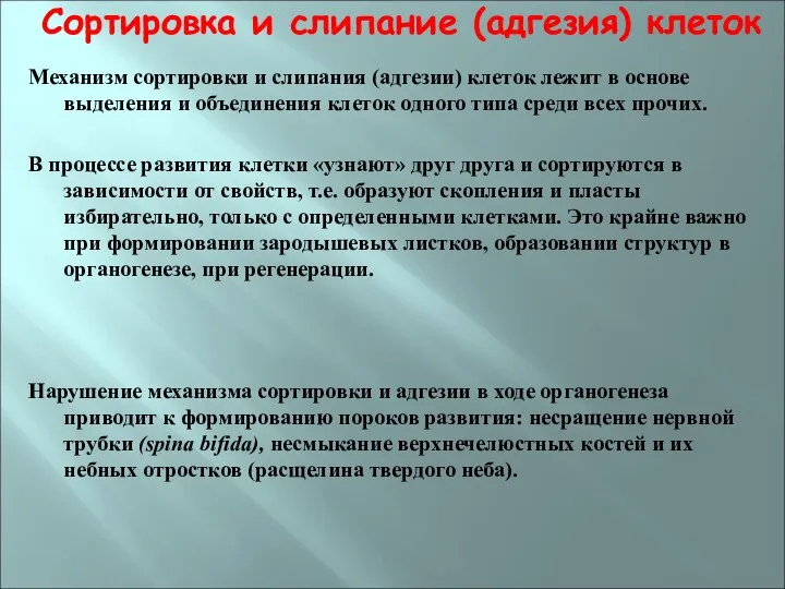 Сортировка и слипание (адгезия) клеток Механизм сортировки и слипания (адгезии)