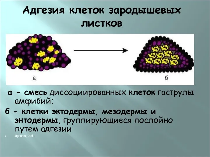 Адгезия клеток зародышевых листков а - смесь диссоциированных клеток гаструлы