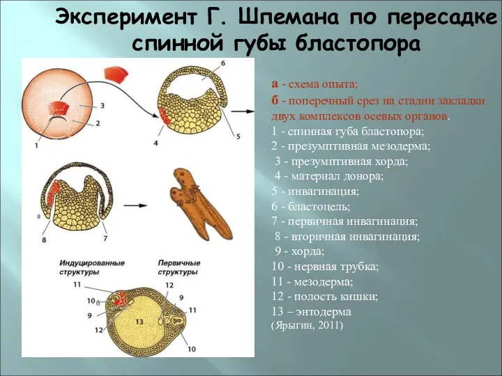 Эксперимент Г. Шпемана по пересадке спинной губы бластопора а -