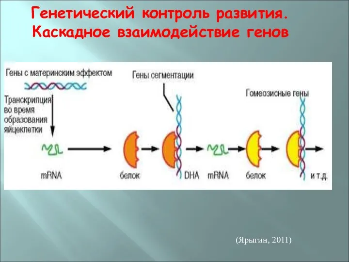 Генетический контроль развития. Каскадное взаимодействие генов (Ярыгин, 2011)