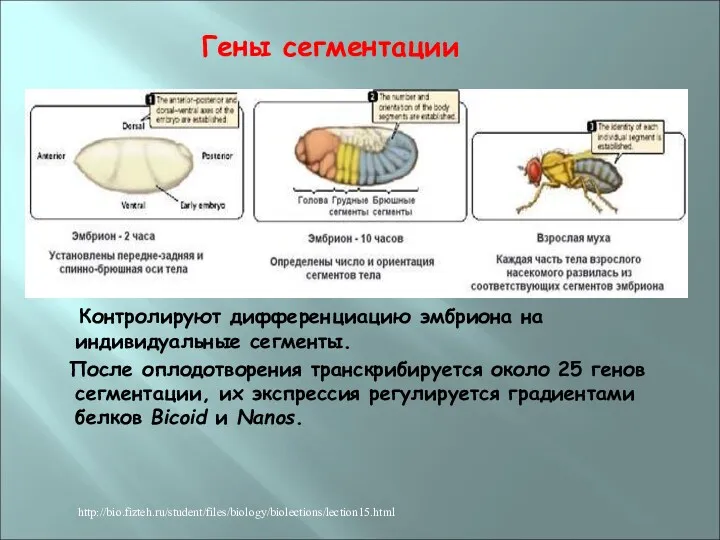 Гены сегментации Контролируют дифференциацию эмбриона на индивидуальные сегменты. После оплодотворения