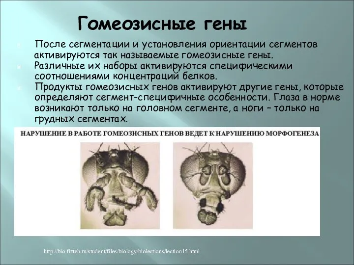 Гомеозисные гены После сегментации и установления ориентации сегментов активируются так