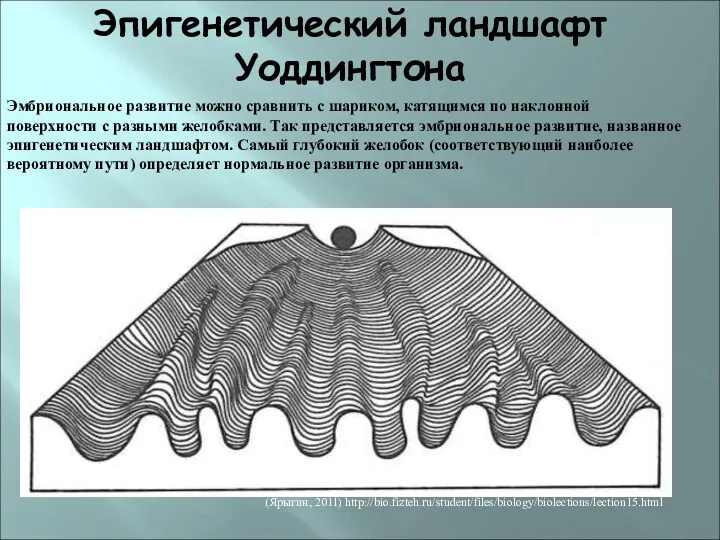 Эпигенетический ландшафт Уоддингтона (Ярыгин, 2011) http://bio.fizteh.ru/student/files/biology/biolections/lection15.html Эмбриональное развитие можно сравнить