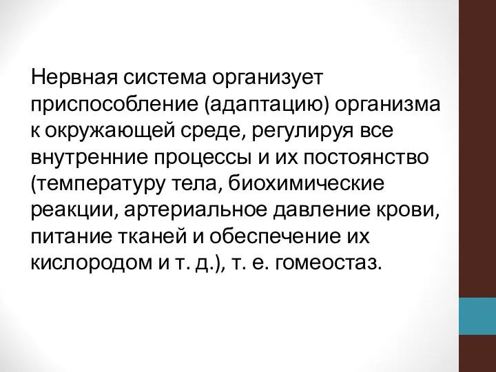 Нервная система организует приспособление (адаптацию) организма к окружающей среде, регулируя