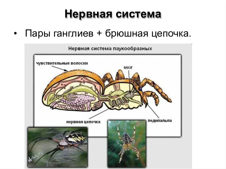 Нервная система • Пары ганглиев + брюшная цепочка.