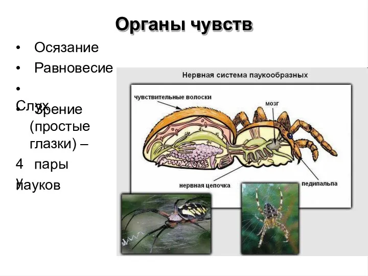 Органы чувств • Осязание • Равновесие • Слух • Зрение