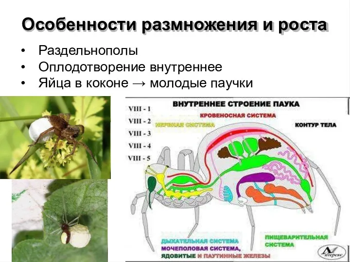 Особенности размножения и роста • Раздельнополы • Оплодотворение внутреннее • Яйца в коконе → молодые паучки