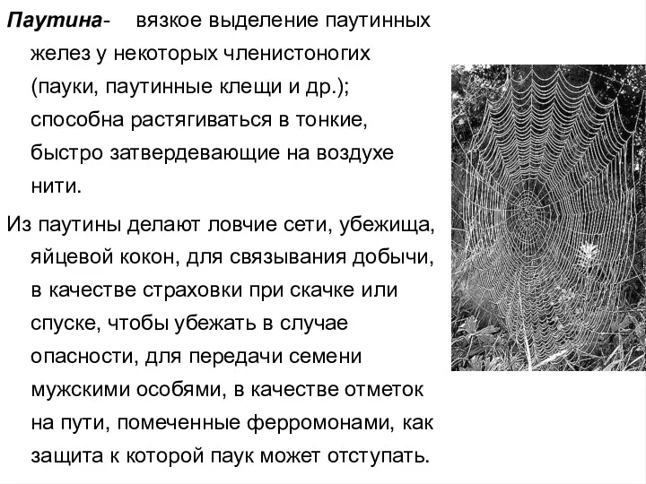 Паутина - вязкое выделение паутинных желез у некоторых членистоногих (пауки,