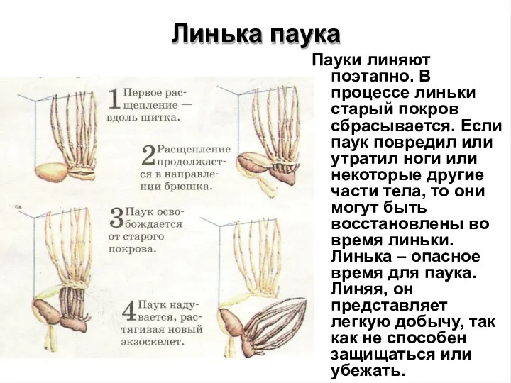 Линька паука Пауки линяют поэтапно. В процессе линьки старый покров