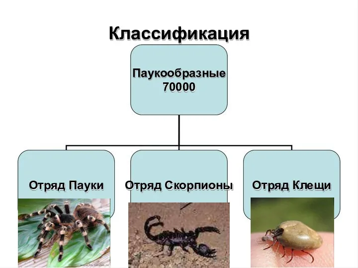 Классификация Паукообразные 70000 Отряд Пауки Отряд Скорпионы Отряд Клещи