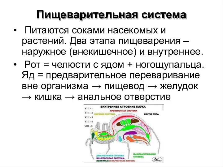 Пищеварительная система • Питаются соками насекомых и растений. Два этапа