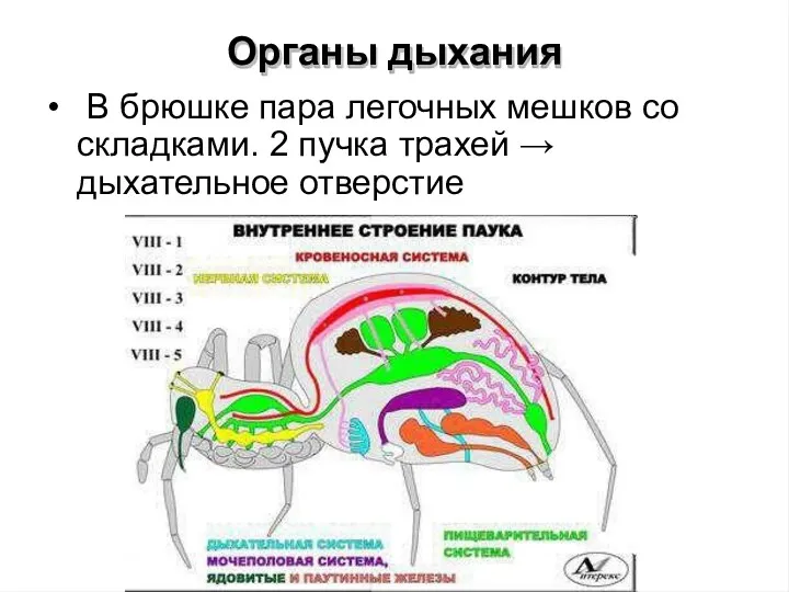 Органы дыхания • В брюшке пара легочных мешков со складками. 2 пучка трахей → дыхательное отверстие