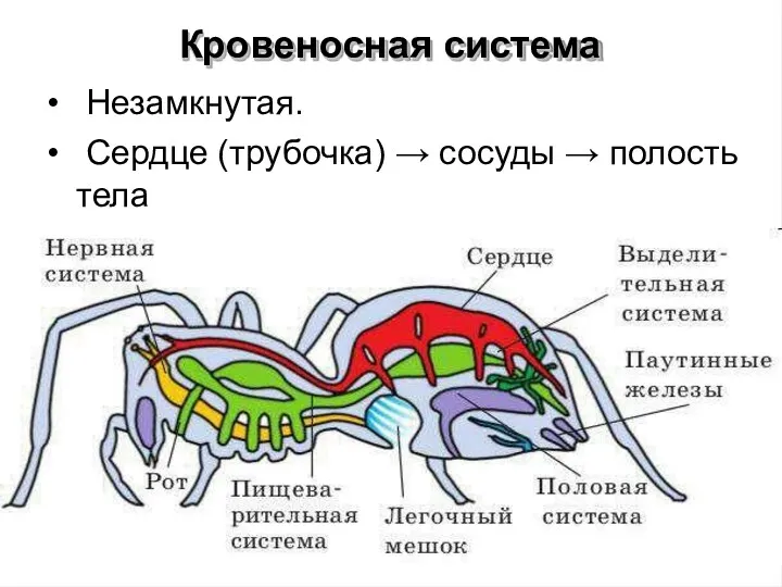 Кровеносная система • Незамкнутая. • Сердце (трубочка) → сосуды → полость тела