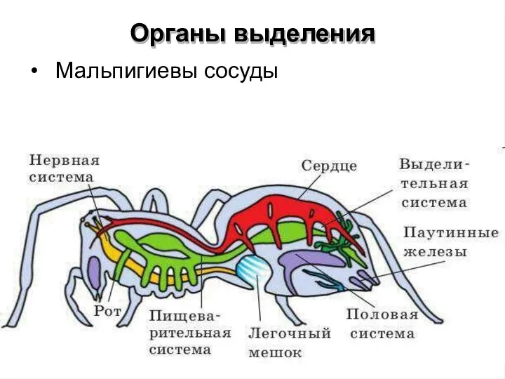 Органы выделения • Мальпигиевы сосуды