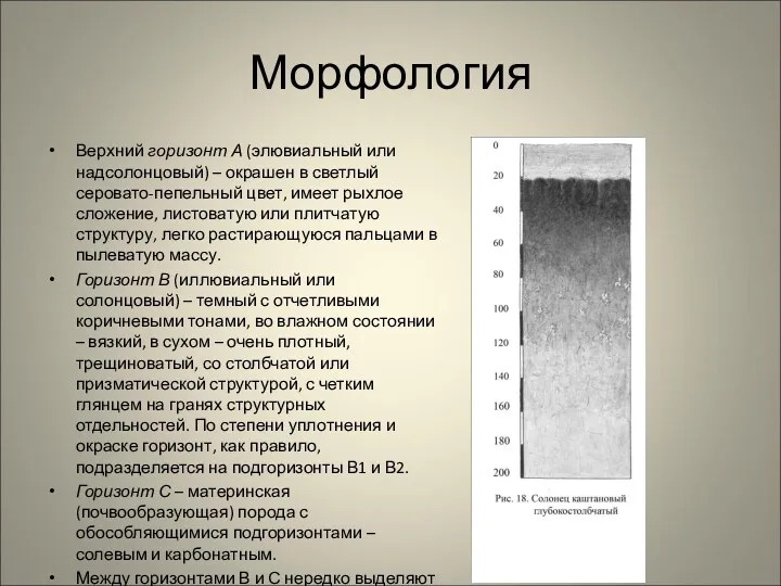 Морфология Верхний горизонт А (элювиальный или надсолонцовый) – окрашен в