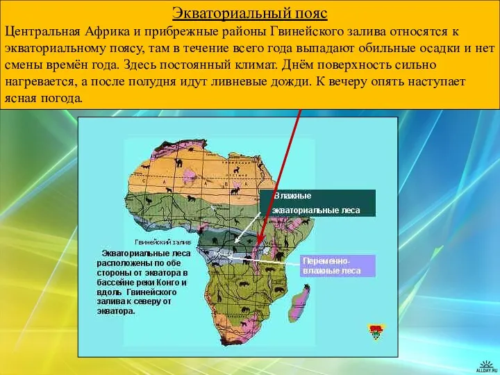 Экваториальный пояс Центральная Африка и прибрежные районы Гвинейского залива относятся