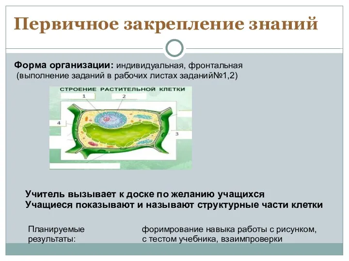 Первичное закрепление знаний Форма организации: индивидуальная, фронтальная (выполнение заданий в