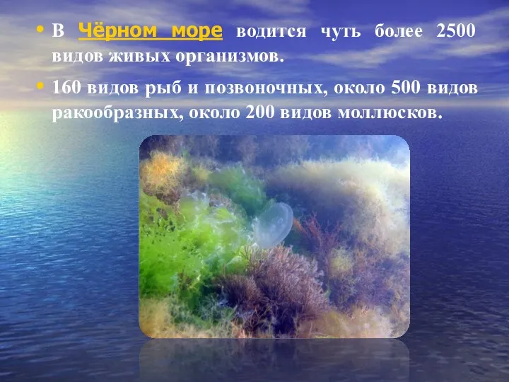 В Чёрном море водится чуть более 2500 видов живых организмов. 160 видов рыб