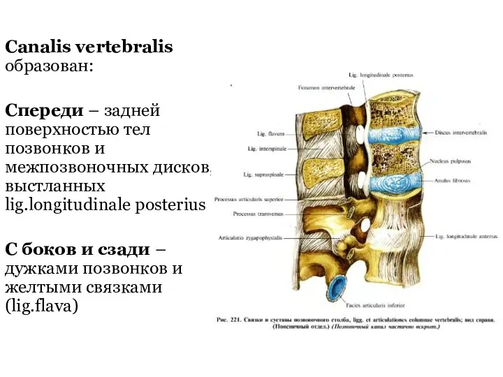 Canalis vertebralis образован: Спереди – задней поверхностью тел позвонков и межпозвоночных дисков, выстланных