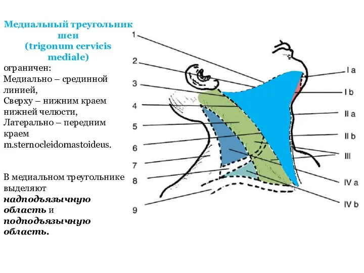 Медиальный треугольник шеи (trigonum cervicis mediale) ограничен: Медиально – срединной линией, Сверху –