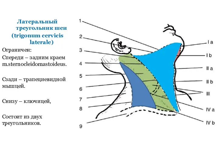 Латеральный треугольник шеи (trigonum cervicis laterale) Ограничен: Спереди – задним краем m.sternocleidomastoideus. Сзади
