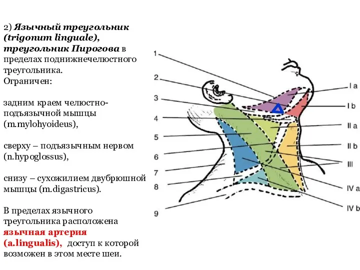 2) Язычный треугольник (trigonum linguale), треугольник Пирогова в пределах поднижнечелюстного
