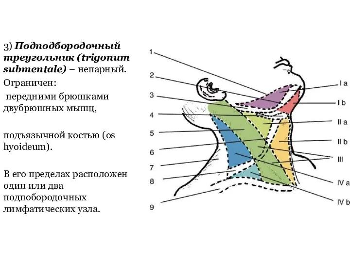 3) Подподбородочный треугольник (trigonum submentale) – непарный. Ограничен: передними брюшками