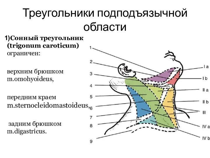 Треугольники подподъязычной области Сонный треугольник (trigonum caroticum) ограничен: верхним брюшком m.omohyoideus, передним краем