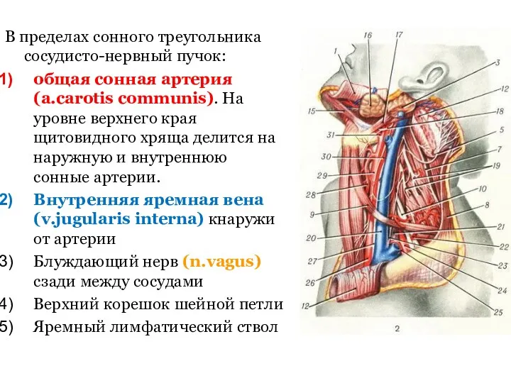 В пределах сонного треугольника сосудисто-нервный пучок: общая сонная артерия (a.carotis communis). На уровне