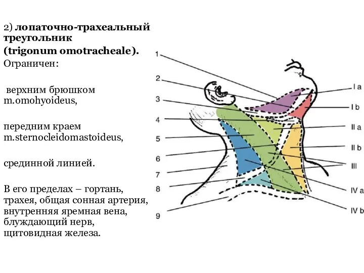 2) лопаточно-трахеальный треугольник (trigonum omotracheale). Ограничен: верхним брюшком m.omohyoideus, передним
