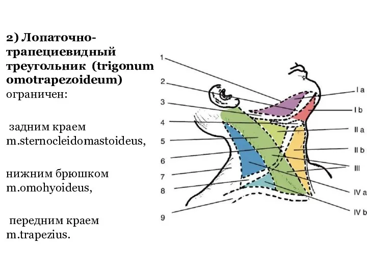 2) Лопаточно-трапециевидный треугольник (trigonum omotrapezoideum) ограничен: задним краем m.sternocleidomastoideus, нижним брюшком m.omohyoideus, передним краем m.trapezius.