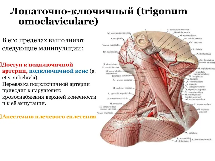 Лопаточно-ключичный (trigonum omoclaviculare) В его пределах выполняют следующие манипуляции: Доступ