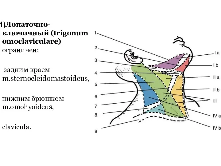 Лопаточно-ключичный (trigonum omoclaviculare) ограничен: задним краем m.sternocleidomastoideus, нижним брюшком m.omohyoideus, clavicula.