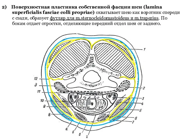2) Поверхностная пластинка собственной фасции шеи (lamina superficialis fasciae colli