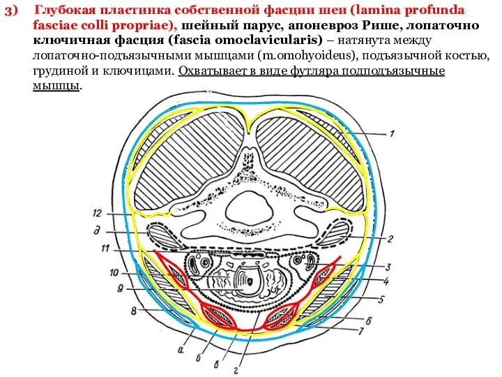 3) Глубокая пластинка собственной фасции шеи (lamina profunda fasciae colli propriae), шейный парус,