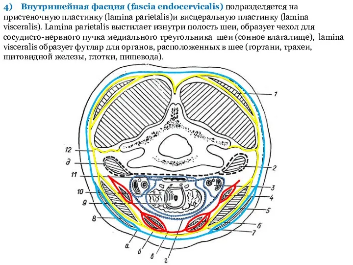 4) Внутришейная фасция (fascia endocervicalis) подразделяется на пристеночную пластинку (lamina parietalis)и висцеральную пластинку