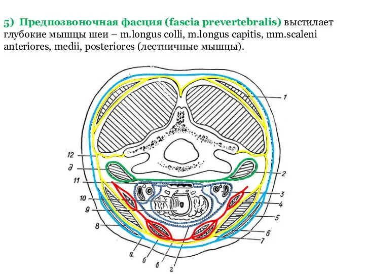 5) Предпозвоночная фасция (fascia prevertebralis) выстилает глубокие мышцы шеи – m.longus colli, m.longus