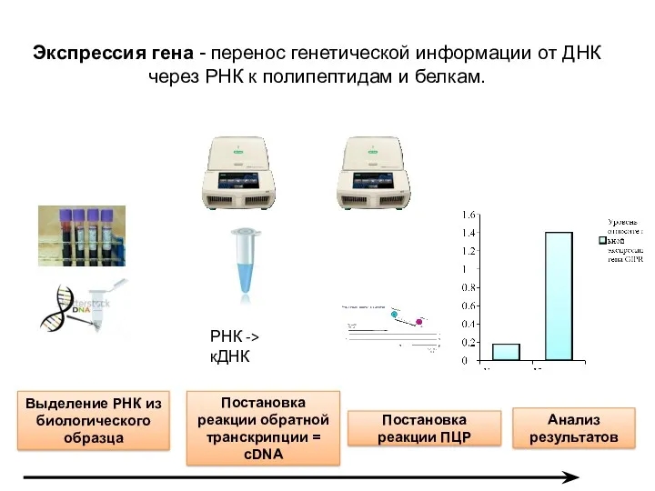Анализ результатов Постановка реакции ПЦР Выделение РНК из биологического образца