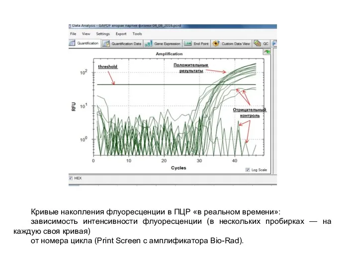 Кривые накопления флуоресценции в ПЦР «в реальном времени»: зависимость интенсивности