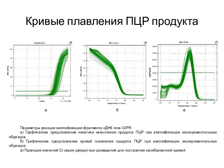 Кривые плавления ПЦР продукта а б в Параметры реакции амплификации