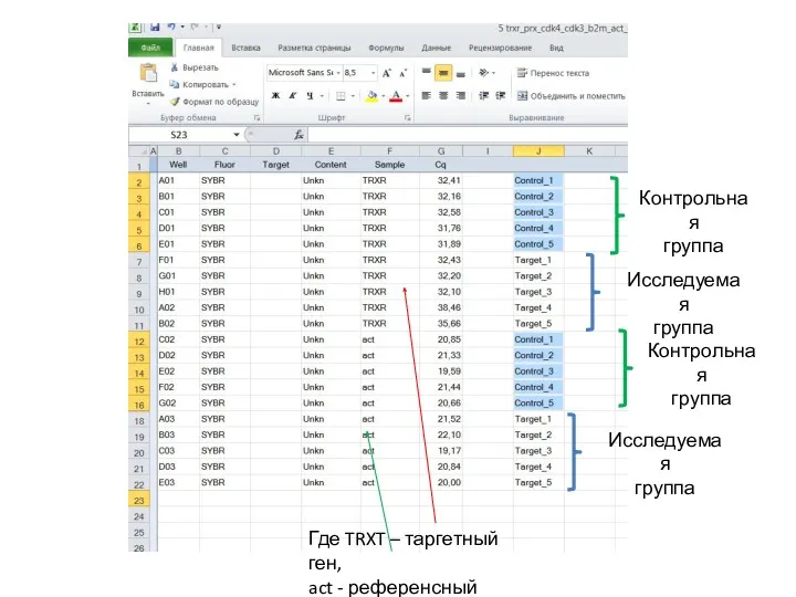 Где TRXT – таргетный ген, act - референсный Исследуемая группа Исследуемая группа Контрольная группа Контрольная группа