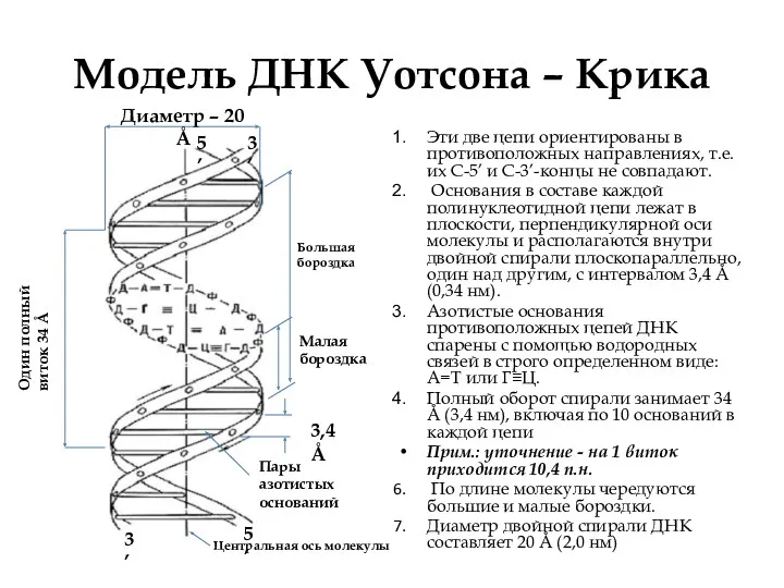 Модель ДНК Уотсона – Крика Эти две цепи ориентированы в