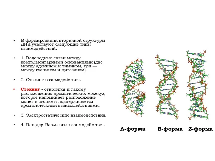 В формировании вторичной структуры ДНК участвуют следующие типы взаимодействий: 1.